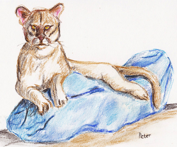 Puma on a blue Stone by Glandarius